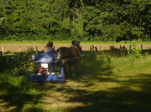 Location de calèche, fête de village, anniversaire